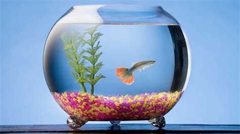 10 Aquarium Fish That Doesn't Require An Air Pump