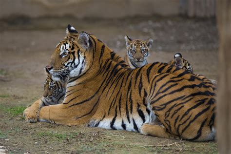 Lion, tiger cubs meet visitors at Kayseri zoo