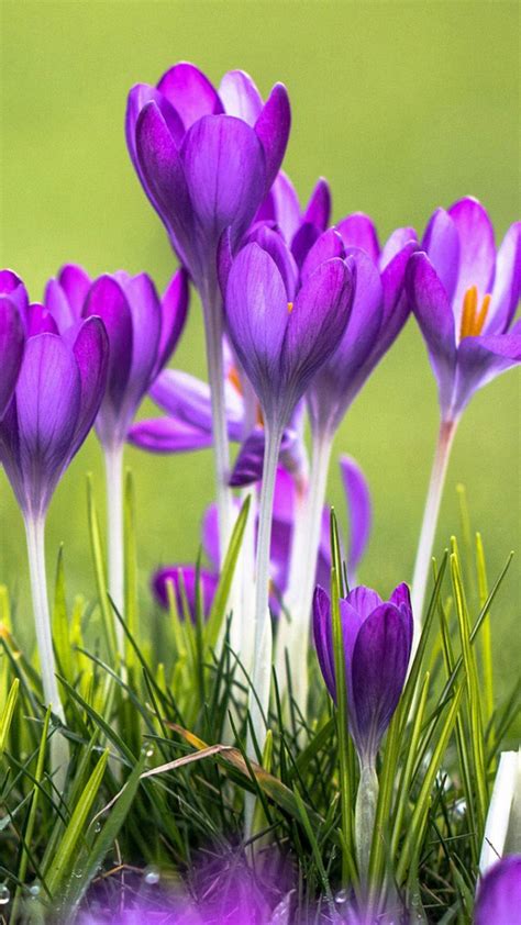 Crocus Flower Mobile Wallpapers - Wallpaper Cave