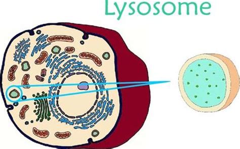 Explain Lysosome with Structure and Function - QS Study