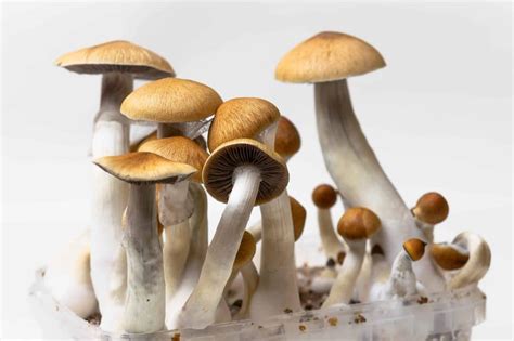 A Beginner's Guide: How to Grow Psilocybin Mushrooms at Home