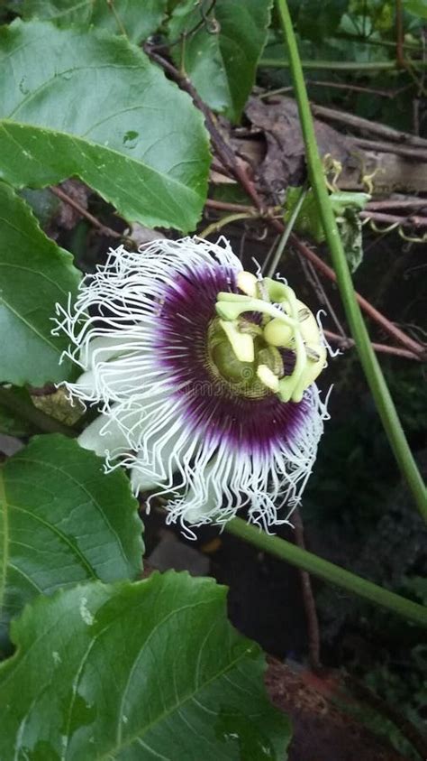 Maracuya Flower Fruit Passiflora Edulis Stock Image - Image of beautiful, plants: 124124741