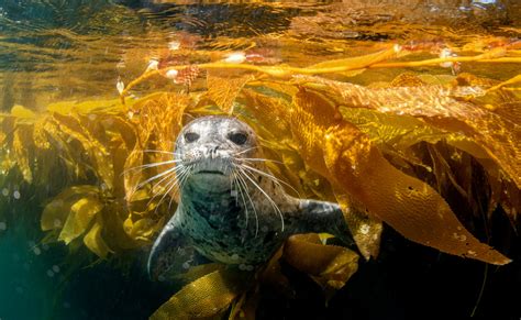 Kelp forests are losing their capacity to trap carbon - Earth.com