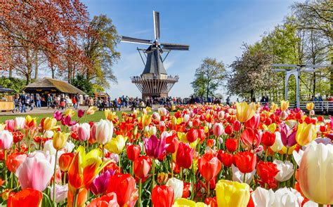 Keukenhof Tulip Gardens Photos | Fasci Garden