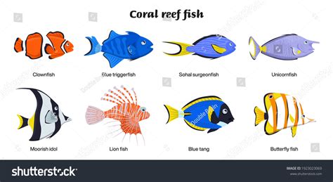 Coral Reef Inhabitants Endangered Fish Species Stock Vector (Royalty ...