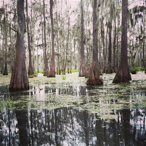 Champagne’s Cajun Swamp Tours - 37 Photos - Tours - Breaux Bridge, LA ...