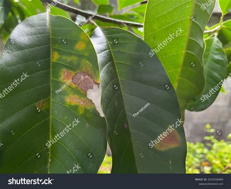 Leaf Spot Disease Fungi Garden Blur Stock Photo 2233326485 | Shutterstock