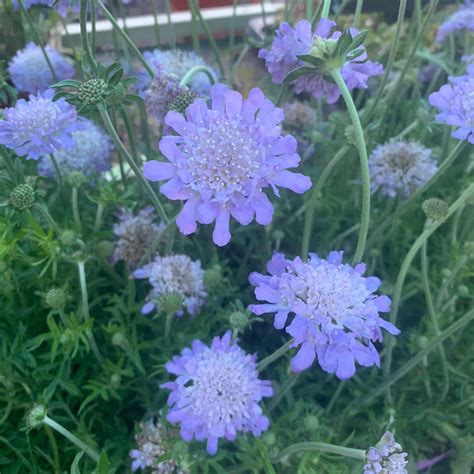 Scabiosa - 'Butterfly Blue' - Bunkers Hill Plant Nursery