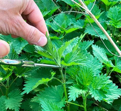 Recipe: Stinging nettle dip with labne - Tyrant Farms