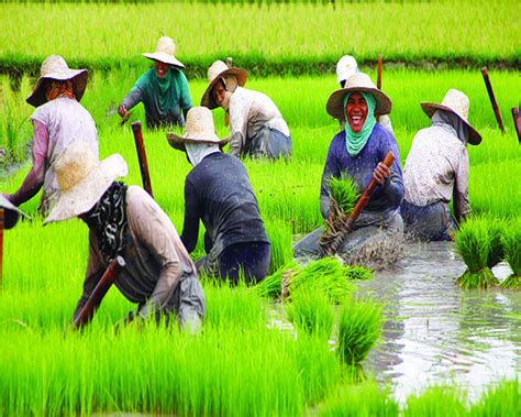 Agriculture a better bet for Eastern India