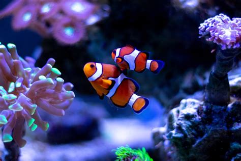 Clownfish Breeding Guide (Everything You Need to Know) - Avid Aquarist