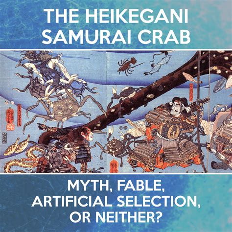 The Mystery of the Samurai Crab — Crab Museum