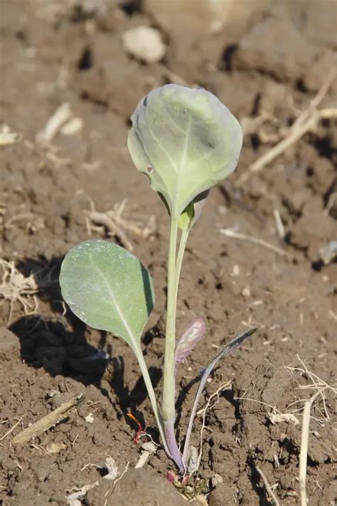 Cauliflower Growth Stages & Timelines (With Pictures) | TheGrow