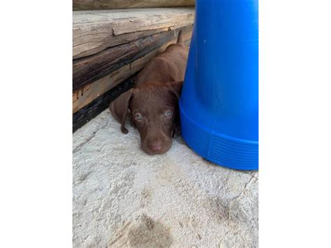 AKC German Shorthaired Pointers litter Wichita - Puppies for Sale Near Me