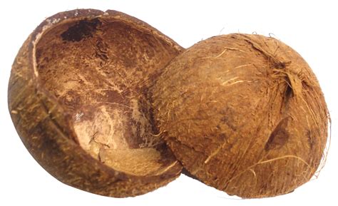 Coconut Shell PNG Image - PurePNG | Free transparent CC0 PNG Image Library