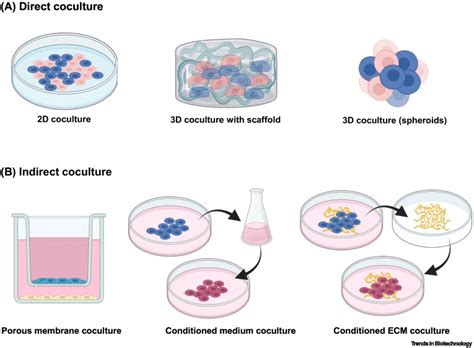 Advances in cell coculture membranes recapitulating in vivo ...