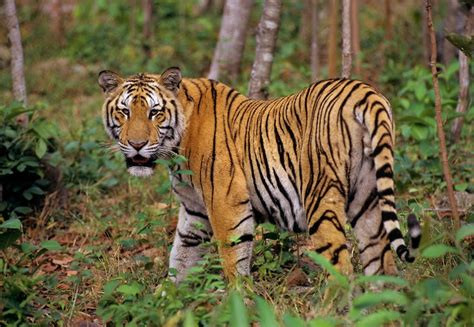 Gambar Tiga Harimau Siberia Memakan Benggala Pikiran Rakyat Gambar ...