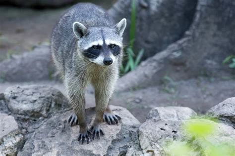 Raccoon in natural habitat — Stock Photo © Pakhnyushchyy #131681458