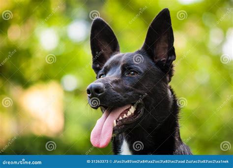 Black dog stock image. Image of cute, bird, cormorant - 31263373