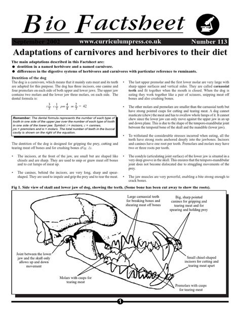 Adaptations of carnivores and herbivores to their diet | PDF | Tooth ...