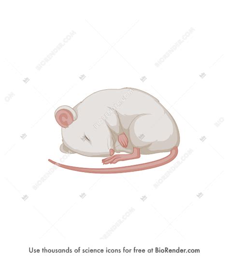 Free Mouse (sleeping) Icons, Symbols & Images | BioRender