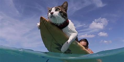 This Cat Loves Surfing With His Parents - Videos - The Dodo