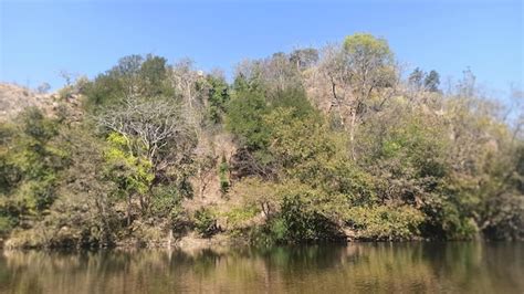 Premium Photo | Tree reflection in the lake water