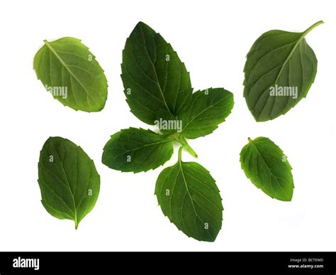 Spearmint plant hi-res stock photography and images - Alamy