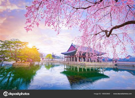 Gyeongbokgung palace with cherry blossom tree in spring time in Stock Photo by ©boy.panyar@gmail ...