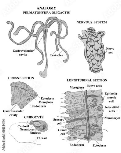 Hydra Anatomy