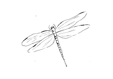 Dragonfly Sketch | Diane Antone Studio