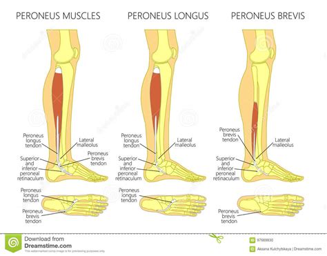 Heel and Ankle Pain - The Fibularis Muscles - West Suburban Pain Relief