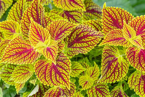 Coleus Colors From Sun to Shade