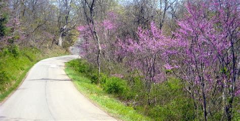 Wildflowers on track for spring 2014 in West Virginia - West Virginia Explorer