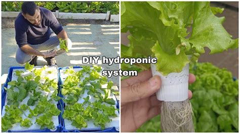 DIY Hydroponic Garden: How to DESIGN and BUILD an INEXPENSIVE SYSTEM for GROWING PLANTS in WATER ...