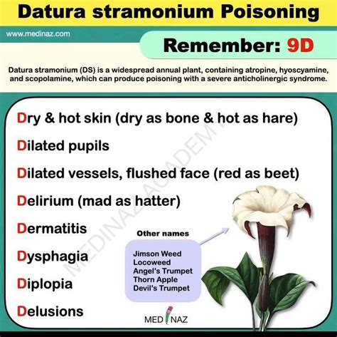 Dautra Stramonium Poisoning - MEDizzy