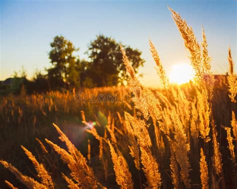 Dry grass field scene stock photo. Image of dusk, leaf - 35873888