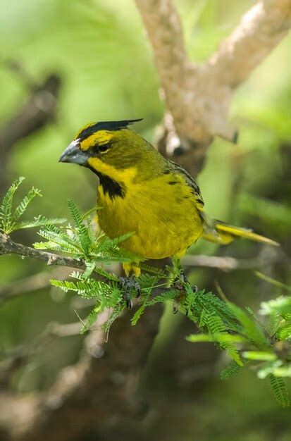 Premium Photo | Yellow cardinal gubernatrix cristata endangered species ...