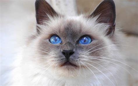 Birman Blue Eyed Cat Wallpaper - Free Cat Downloads