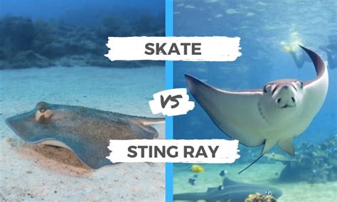 Skate vs Stingray | Surf's Up Magazine