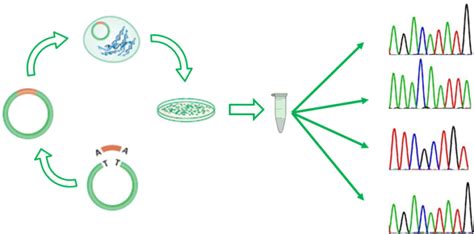 Amplicon sequencing and high-throughput genotyping – Basics – Sixth ...