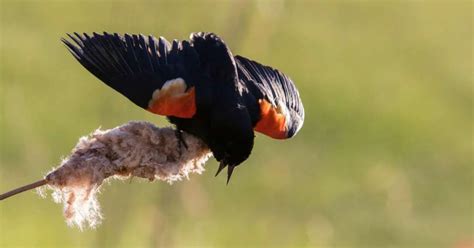 Red-Winged Blackbird Behavior - AnimalBehaviorCorner