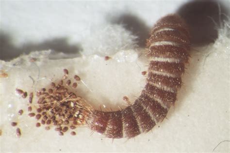 Carpet Beetles Larvae Images | Review Home Co