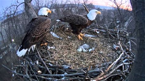 A second eagle egg hatches in Hanover, Pa. - YouTube