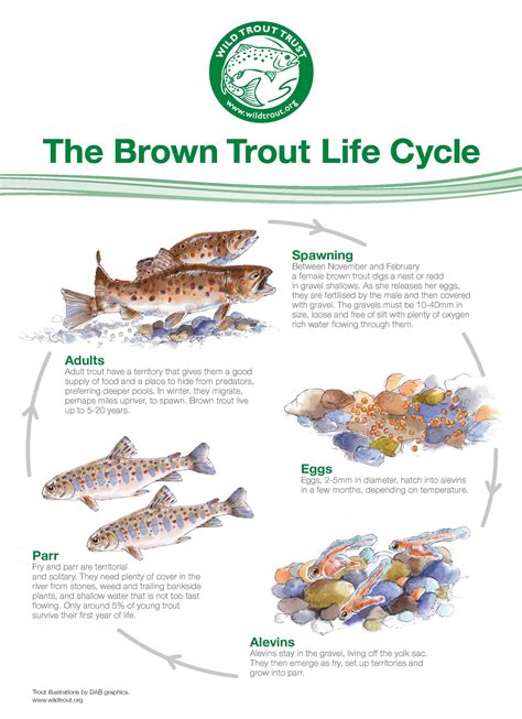 Trout Lifecycle | Wild Trout Trust