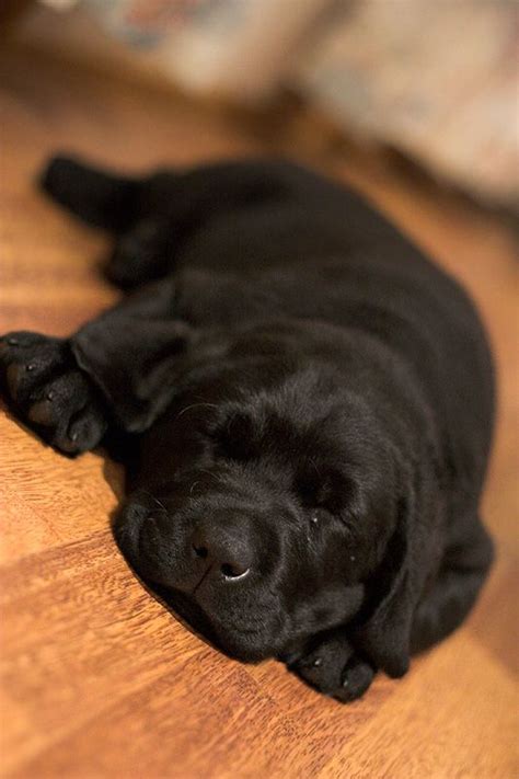 I had a busy day | Sleeping dogs, Sleeping puppies, Labrador puppy