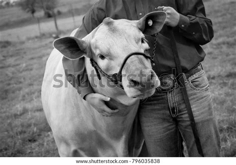 748 Livestock Show Steer Images, Stock Photos & Vectors | Shutterstock