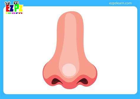 Body Parts Flashcards No Words - Ezpzlearn.com