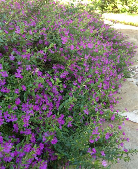 Cuphea Hyssopifolia - Purple Flowers for Your Garden