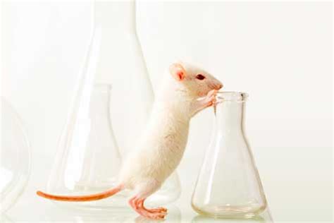 Animals, laboratory; Laboratory Animals